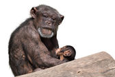 Affenmutter  Baby, isoliert auf weißem Hintergrund