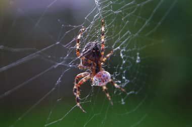 Örümcek yemek uğur böceği