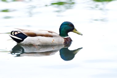 Highkey erkek ördek Yüzme