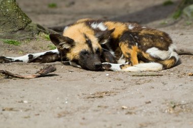 Praerie dog sleeping
