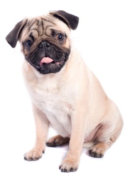 Beyaz arka plan üzerinde izole mutlu pug