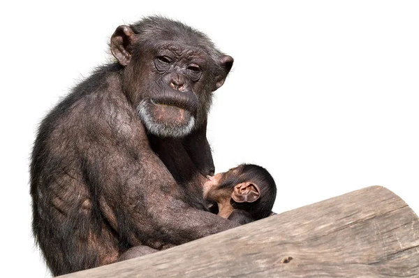 Singe mère & bébé, isolé sur fond blanc — Photo