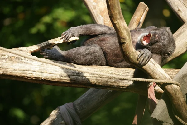 Chimpanzé fatigué bâillant — Photo