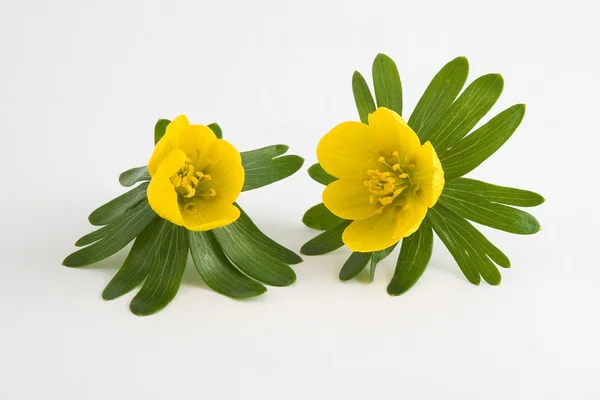 İki kış izole aconites, Bahar çiçek, Stok Resim
