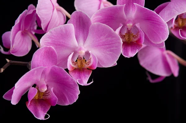 Розовая орхидея крупным планом Стоковое Изображение