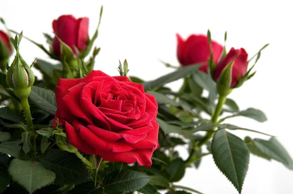 Красные розы, изолированные Стоковое Изображение