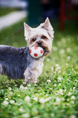 oynak terrier 