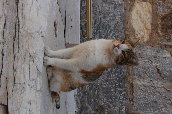 Cleopatra Cat Ephesus — Stock Photo, Image