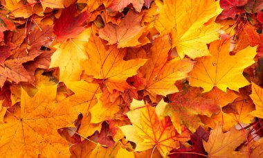 Altın yapraklı sonbahar arkaplanı