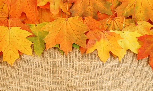 Herbst Hintergrund mit goldenen Blättern — Stockfoto