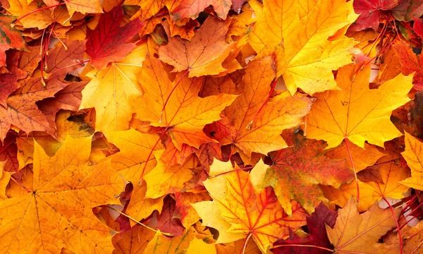 Altın yapraklı sonbahar arkaplanı