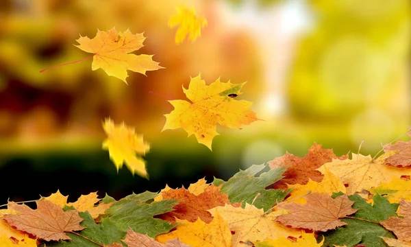 Fondo autunnale con foglie dorate — Foto Stock