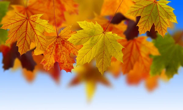 秋天的背景，金黄的叶子 — 图库照片