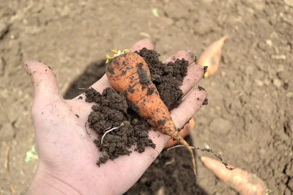 Zanahorias — Foto de Stock