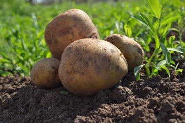 Patatesler bahçede.