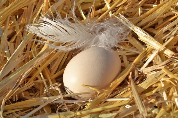 Saman üzerinde yumurta