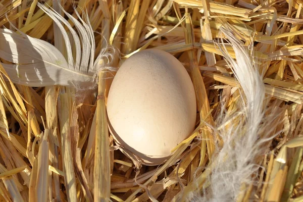 Saman üzerinde yumurta — Stok fotoğraf