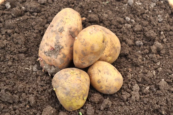 Potatoes in the garden — Stock Photo, Image