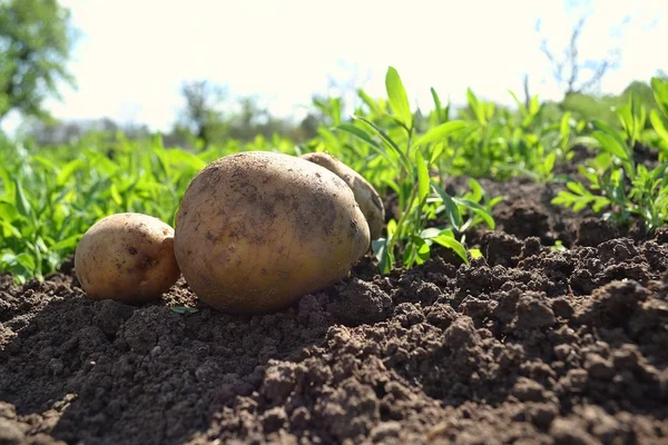 Patatas en el jardín — Foto de Stock