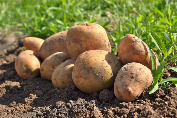 Patatesler bahçede.