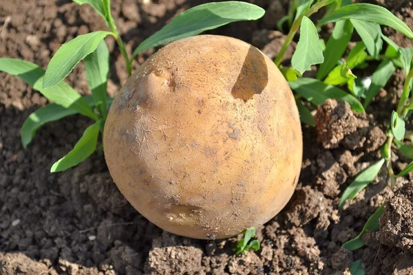 Patatesler bahçede.