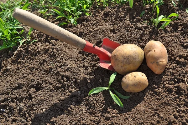 Patatas en el jardín — Foto de Stock