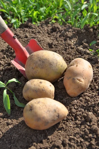 Potatoes in the garden — Stock Photo, Image