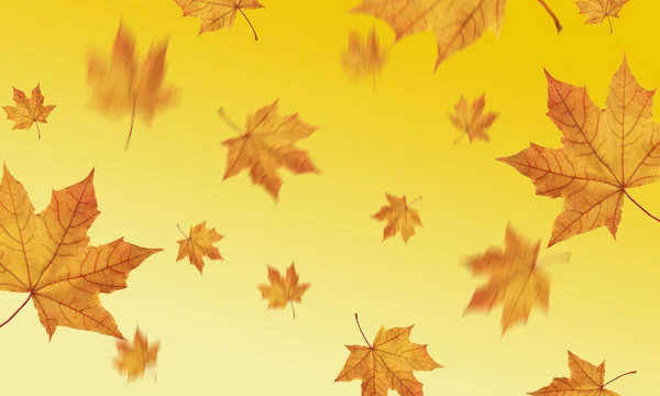 Sonbahar yaprakları dökülüyor.