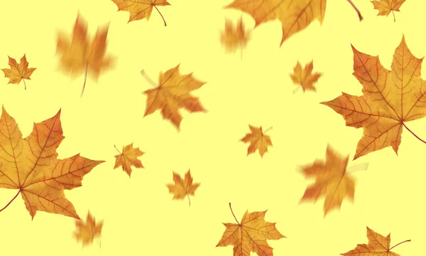 Caída de hojas de otoño —  Fotos de Stock