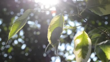 Güneşle aydınlatılan parktaki ağaçlar