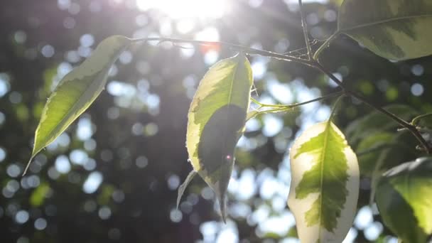 Trees in the park lit by the sun — Stock Video