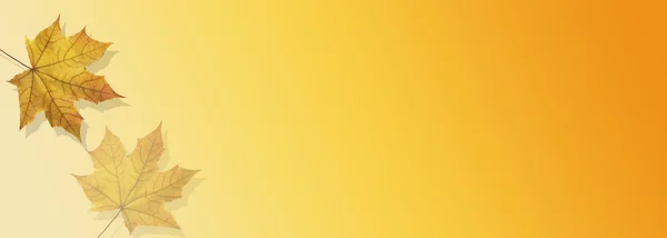 Sonbahar yaprakları dökülüyor.