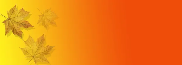 Sonbahar yaprakları dökülüyor.