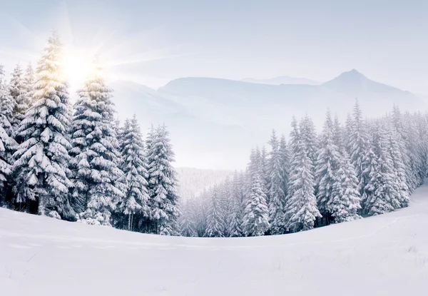 Vackert vinterlandskap — Stockfoto