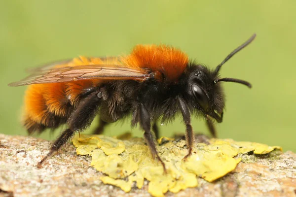 Kırmızı Dawny Madencilik Arısı ya da Andrena Fulva bizim en önemli araştırmacılarımızdan biri.