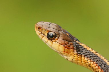 Bir Thamnophis sirtalis yakın çekim, .yaygın bir jartiyer, yeşil bir arka grund üzerinde