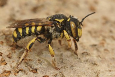 Fransa 'nın en büyük kartvizitlerinden biri olan Anthidium florentinum' u kapatın.