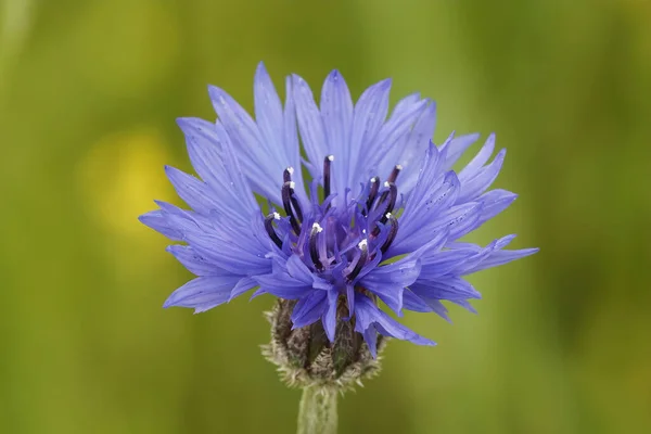 Brilliant Blue Flower Cornflower Centaurea Cyanus Offering Nice Contrast Green — Stock Photo, Image