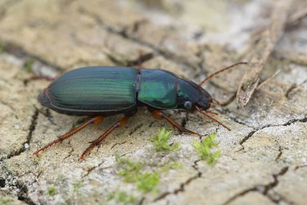 Uno Los Coloridos Escarabajos Terrestres Verdes Harpalus Affinis Bélgica — Foto de Stock