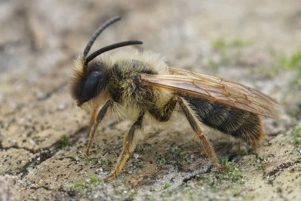 安德里娜 蒂比利斯 一只雄性灰嘴采矿蜜蜂的近身特写镜头 具有显著的后拱形触角接触 — 图库照片