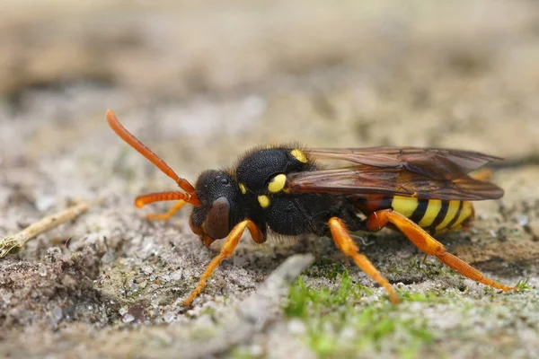 Close-up van een vrouwelijke geverfde Nomada bij, Nomada fucata, een cleptoparsite — Stockfoto