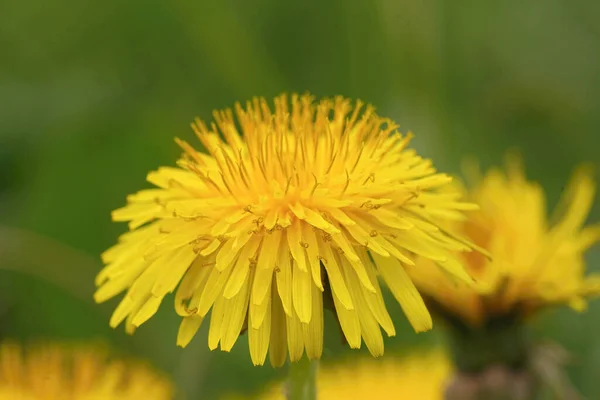 Zbliżenie taraxacum officinale lub mniszka lekarskiego — Zdjęcie stockowe