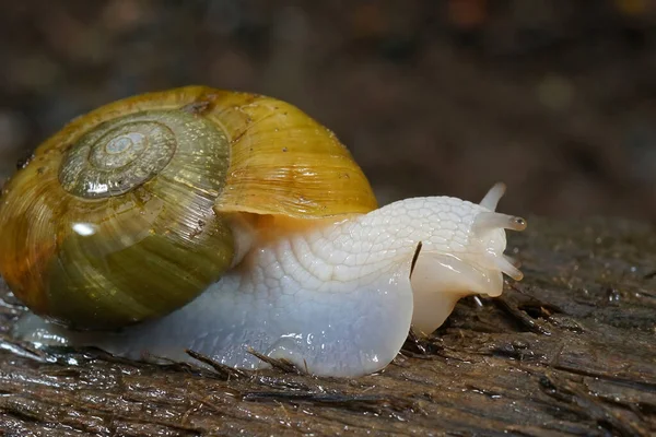 Close up of a Robust Lancetooth Snail, Haplotrema vancouverense — Φωτογραφία Αρχείου