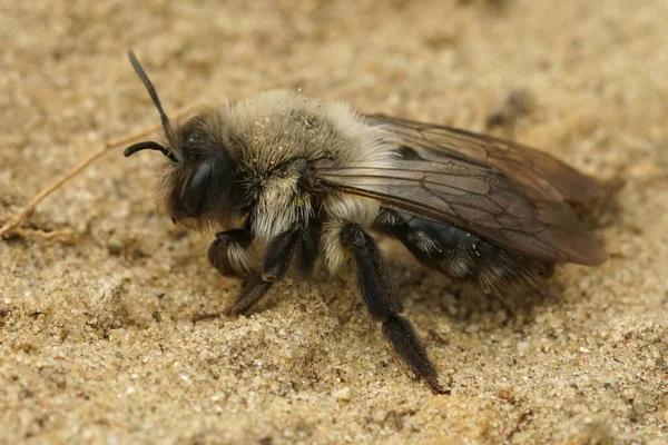 一只雌性灰蜜蜂Andrena Vaga在沙滩上爬行 — 图库照片