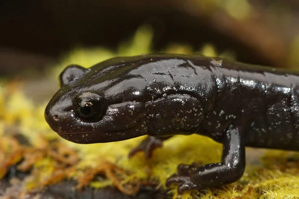 Närbild av en svart vuxen i Del Norte salamander, Plethoon elongatus — Stockfoto