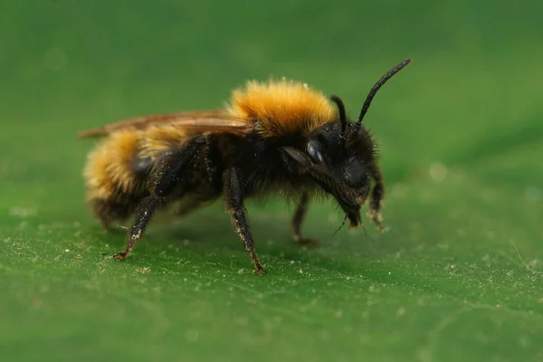 Gros plan o une abeille mineuse femelle fauve, Andrena fulva sur une feuille verte — Photo