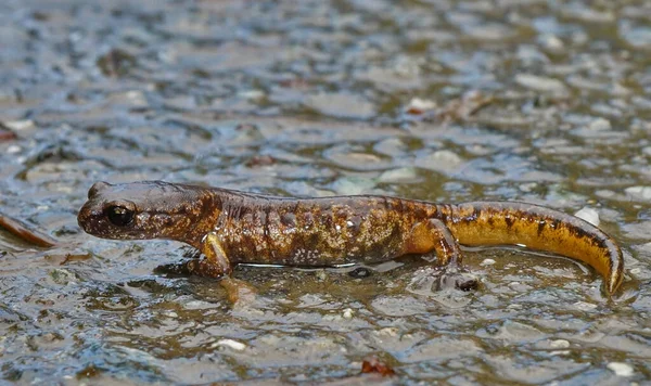 Gros plan d'un homme peint Ensatina, Ensatina eschschotzii picta — Photo