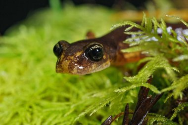 Siskiyou Ulusal Ormanı 'ndaki Ensatina Eschscholtzi' nin kapatıldığı gece.