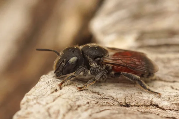 Közelkép egy fekete-piros színű kis kőműves méh, Osmia andrenoides — Stock Fotó