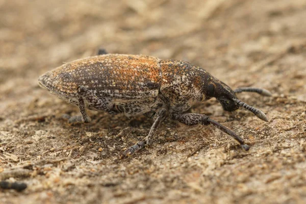 En av de många weevils från södra Frankrike — Stockfoto